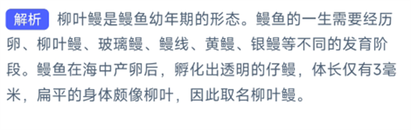 你知道吗？生活在海中的柳叶鳗是鳗鱼的