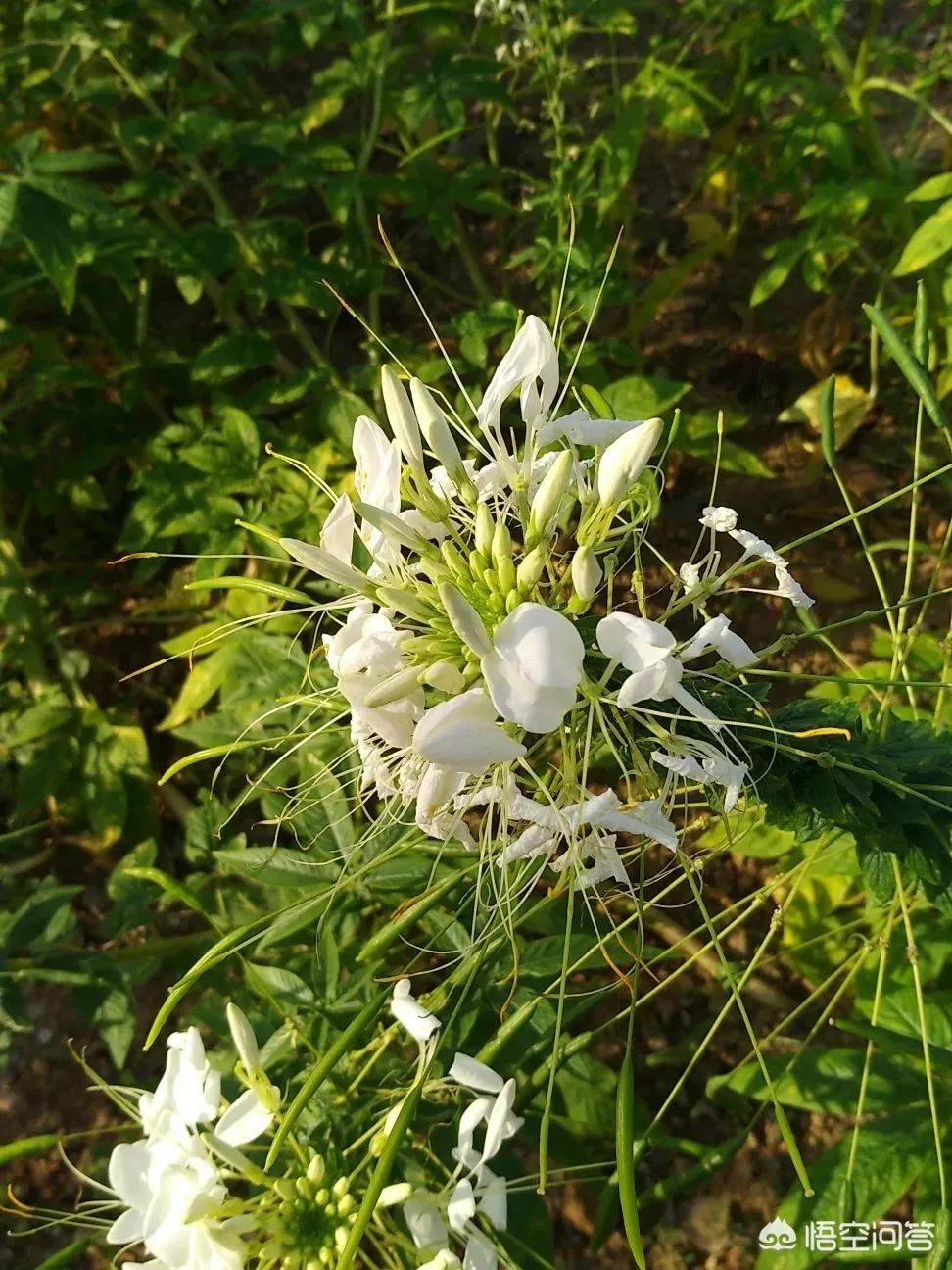 [战玲珑2手游哪个职业后期强]战至巅峰2久哲战队都有谁？ 