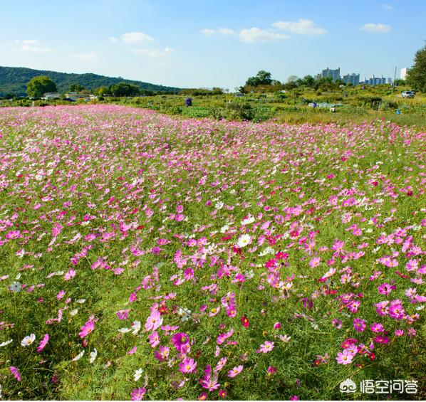 [金秋暗夜使者至尊装扮]《王者荣耀》两大福利活动上线，打地鼠抽21款永久皮肤，英雄碎片免费得，你满意吗？ 