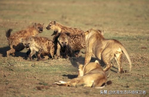 DNF86战法玩法(十只成年鬣狗遇上一只野生成年东北虎，胜算有多大呢？)