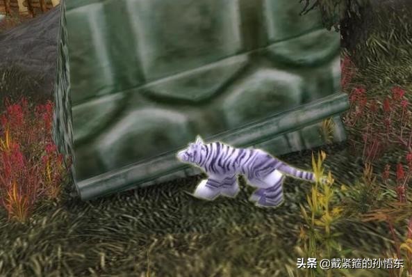 魔兽世界猎人宝宝幽灵豹出的机率高吗？:黑海岸的幽灵豹在哪里 